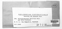 Gelatinosporium abietinum image